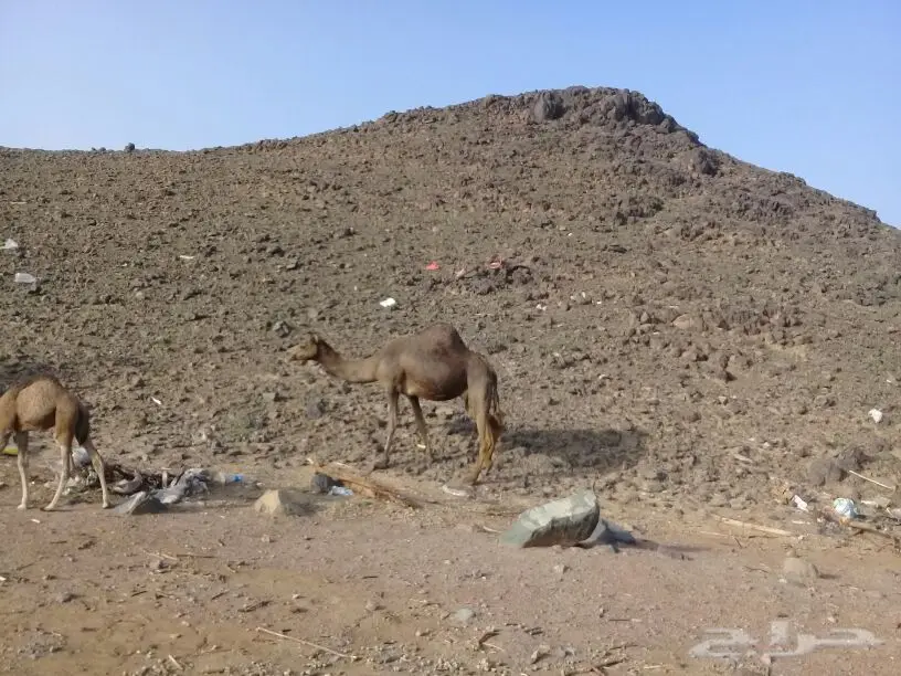 خلفة منيحة ياهل المنايح تملي سطل البرني وزود  (image 3)