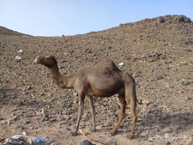 خلفة منيحة ياهل المنايح تملي سطل البرني وزود  (image 1)