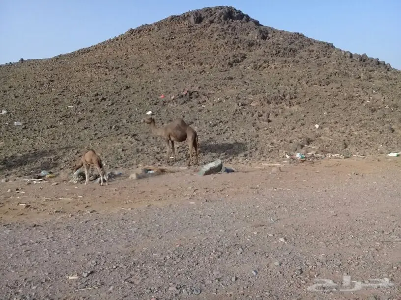 خلفة منيحة ياهل المنايح تملي سطل البرني وزود  (image 4)