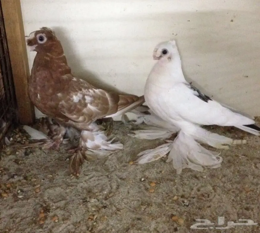 أوزبك(( صراصير )) (image 1)