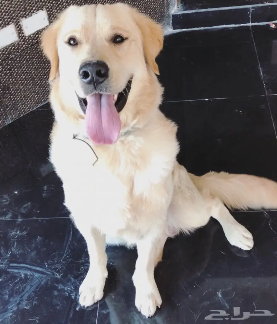 Golden retriever (image 5)