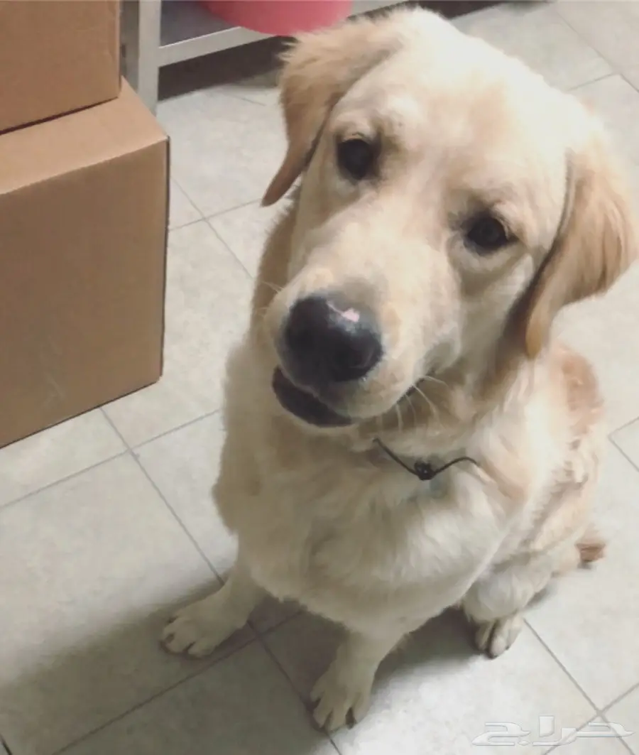 Golden retriever (image 6)