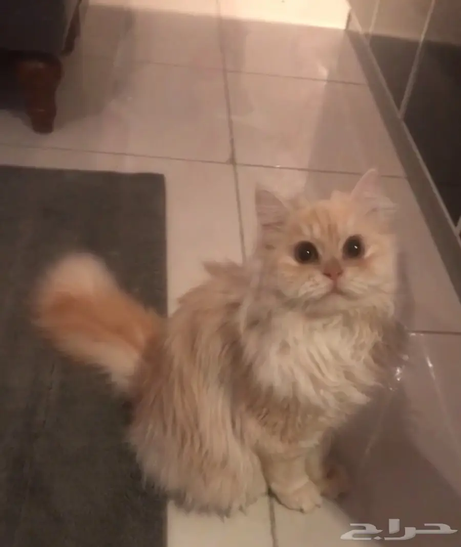 قطة  للتبني