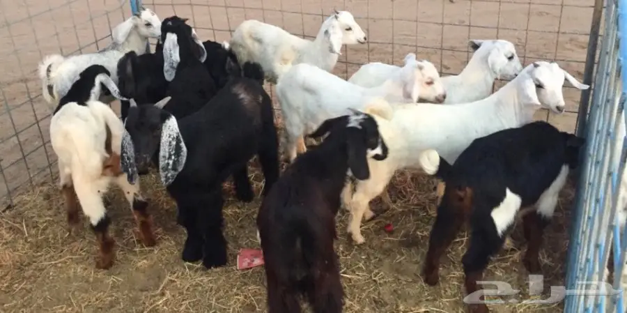 تيوس لبنيه للمظبي  مقفله سمان شرط  (image 4)