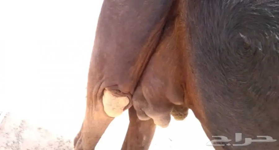 مجهم ملاقي منوه القناي (image 2)