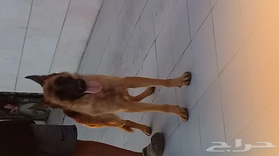 انثى جيرمن شيبرد شولاين شورت هير مستوى توب  (image 1)