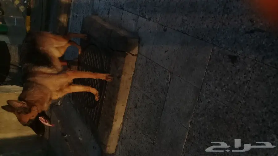 انثى جيرمن شيبرد شولاين شورت هير مستوى توب  (image 2)