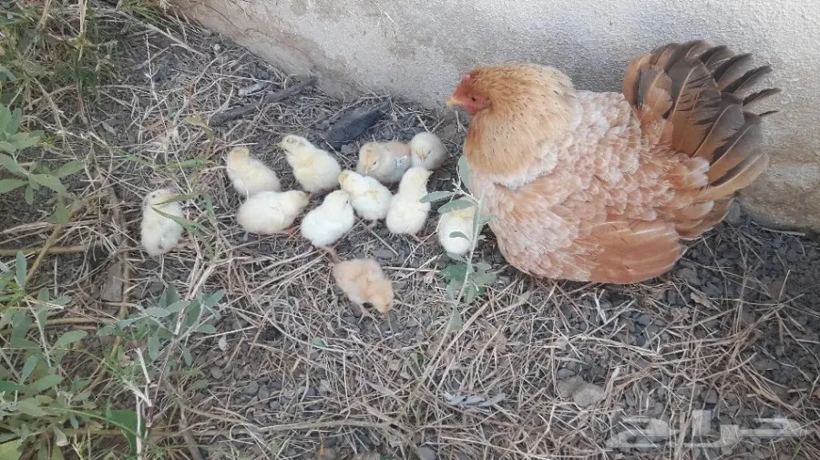 دجاجة و معها 11 فرخ