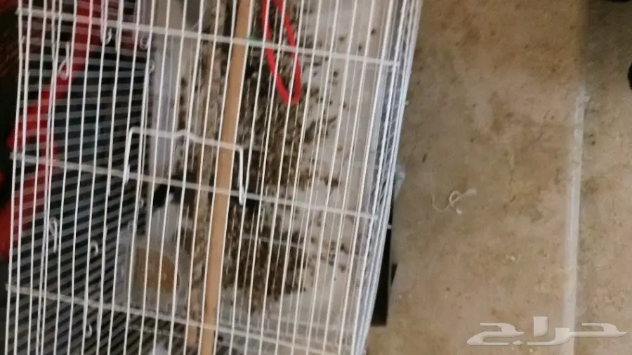 طير ميناء - فرصة ذهبية!