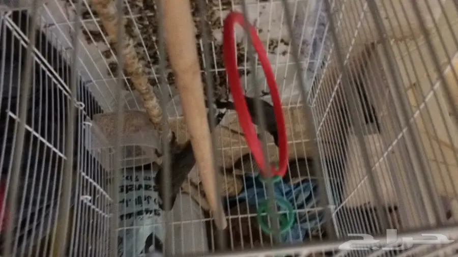 طير ميناء - فرصة ذهبية! (image 1)