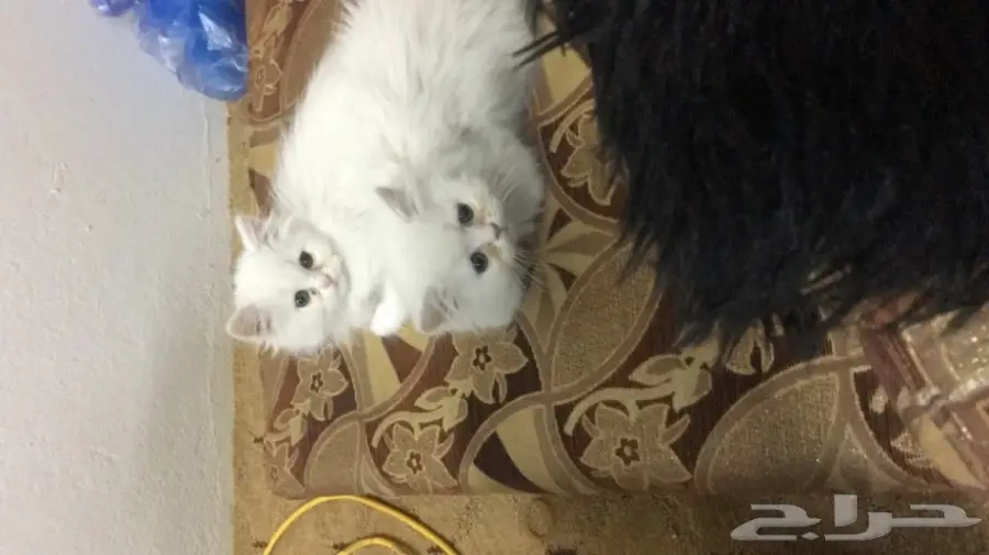 للبيع قطة وقط اخوان شيرازي بيكي فيس (image 1)