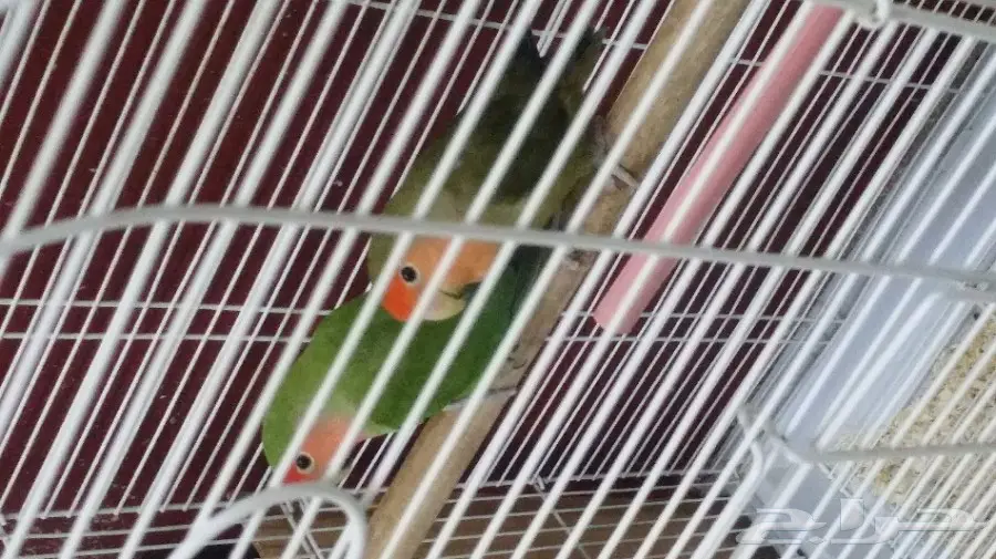 جوز روز فائق الجودة - فرصة لا تُفوّت! (image 1)