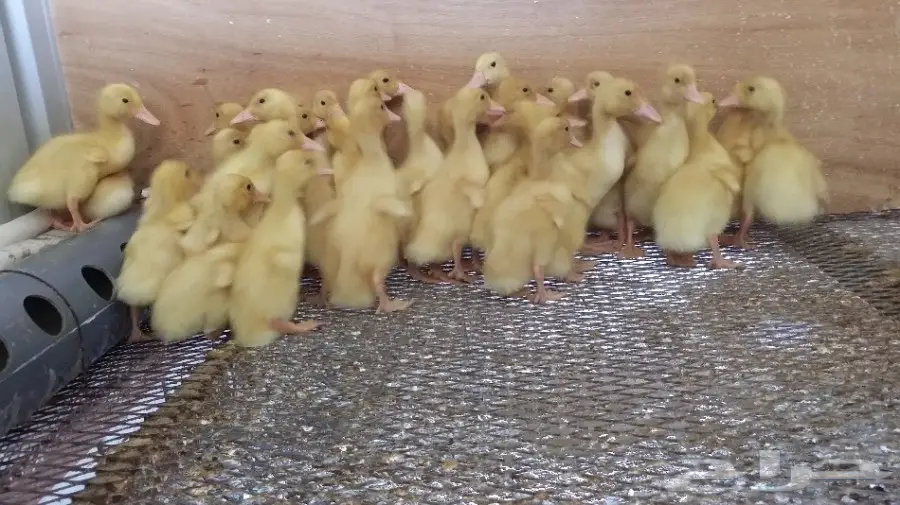 للبيع صوص بط بكيني 