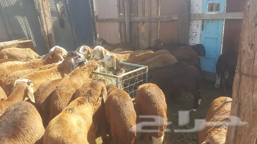 طليان سواكن حمرية  تربية 3 اشهر  (image 3)