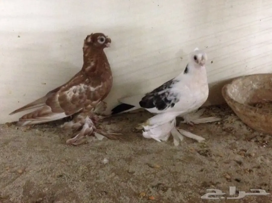 أوزبك(( صراصير ))