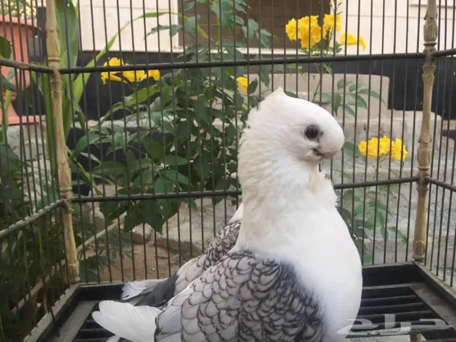 جوز ستنايت بالحضان 