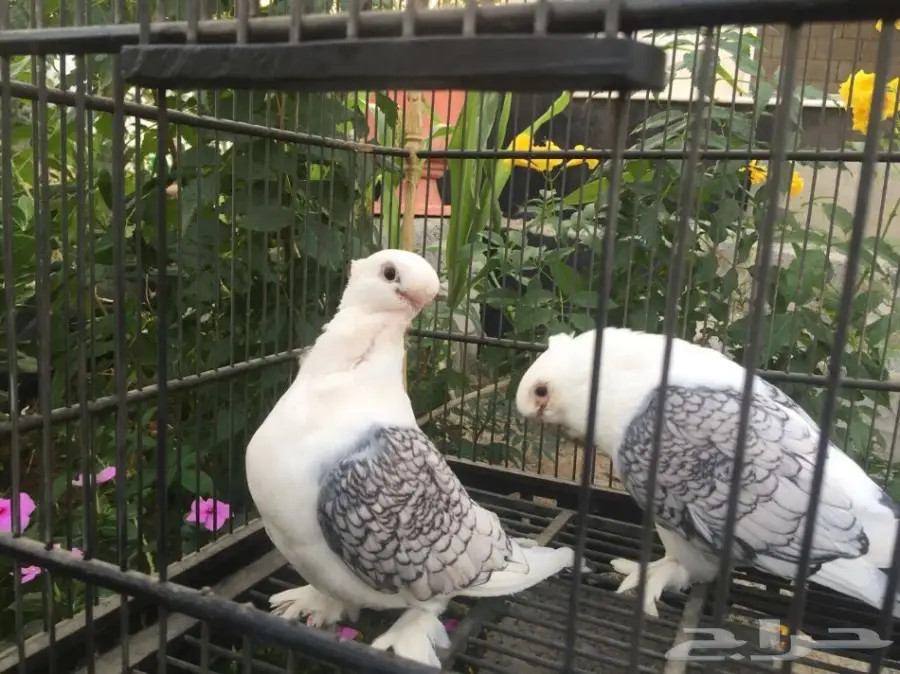 جوز ستنايت بالحضان  (image 2)