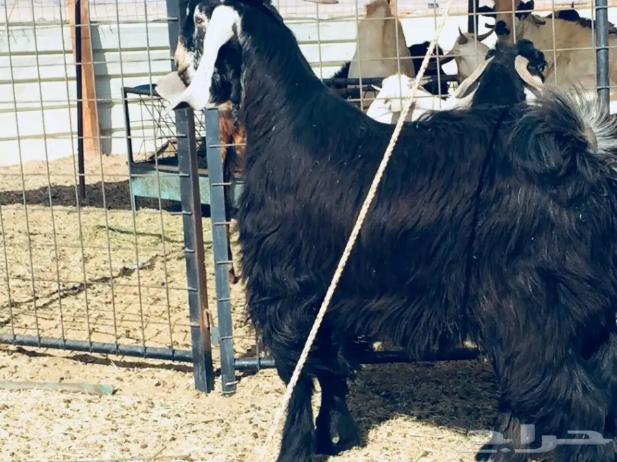 فحل عارضي جذع ضخم منوة ..