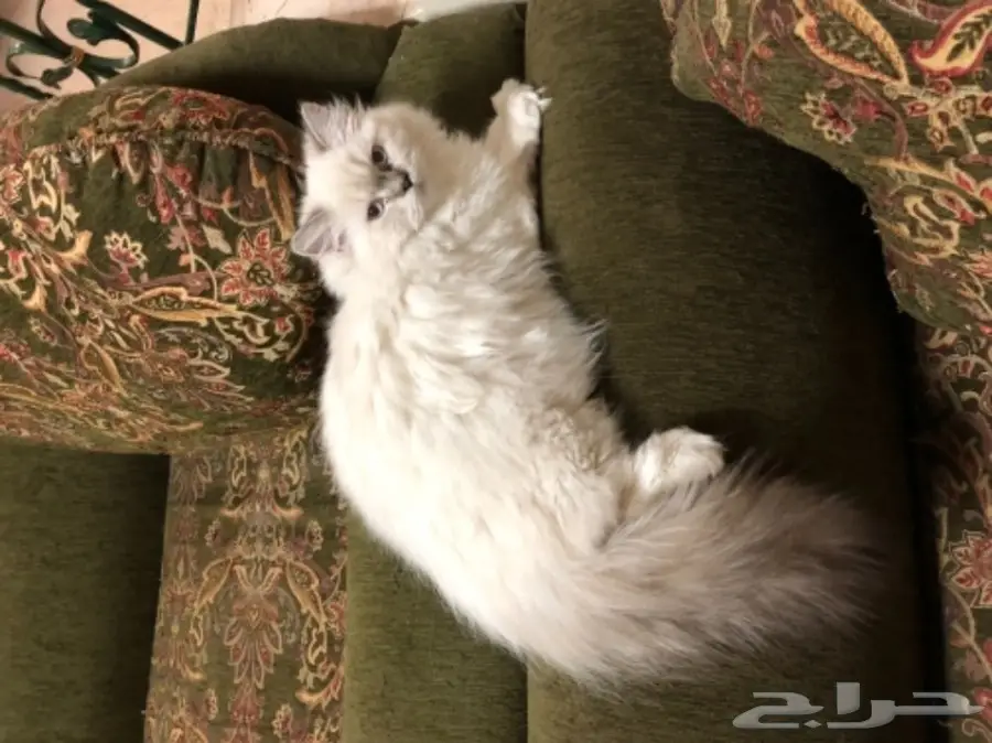 قطة هيمالايا للبيع