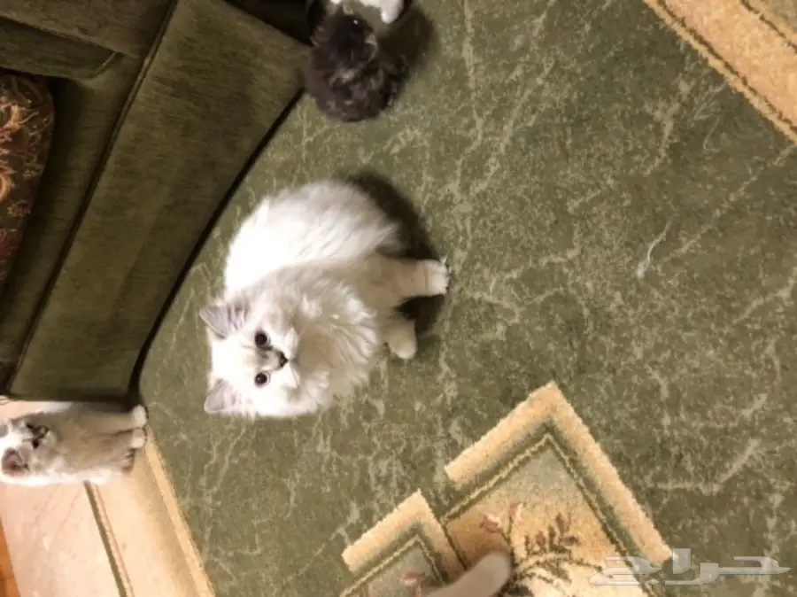 قطة هيمالايا للبيع (image 1)