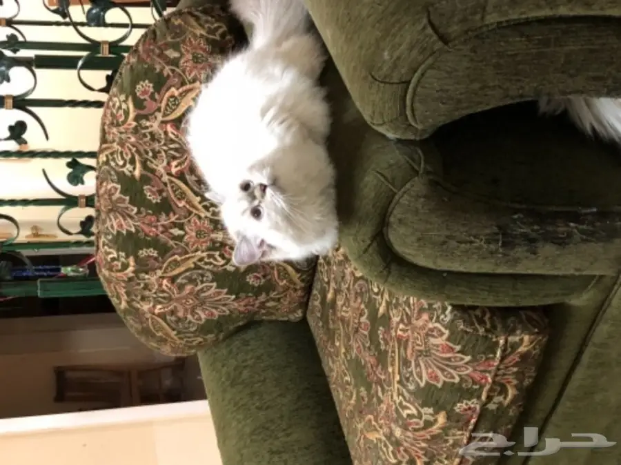 قطة هيمالايا للبيع (image 2)