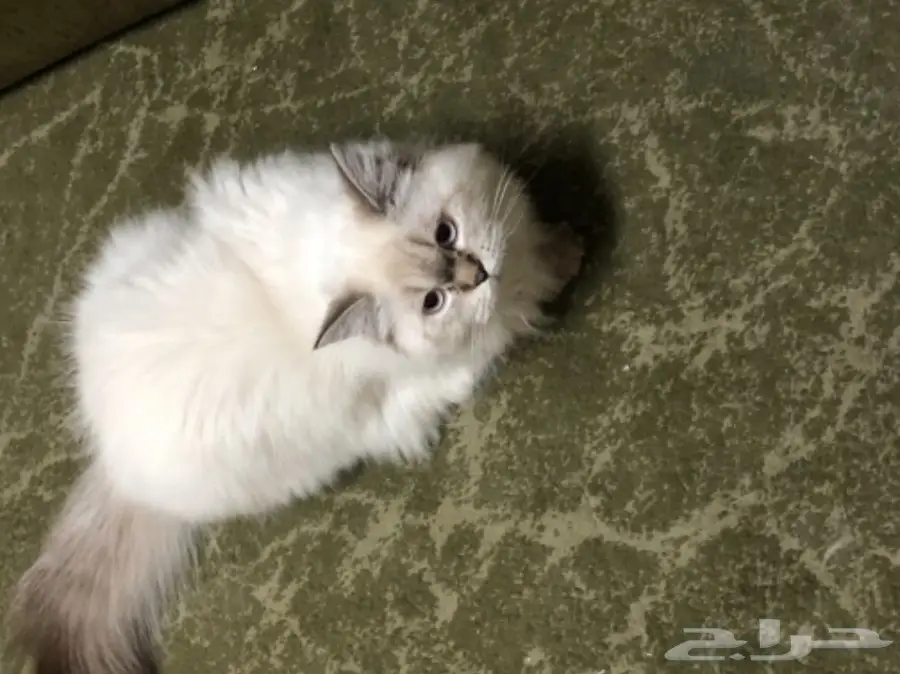 قطة هيمالايا للبيع (image 3)