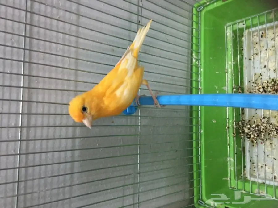 للبيع ذكرين كناري تغريد حريقه