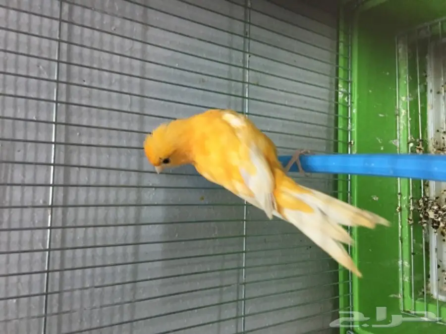 للبيع ذكرين كناري تغريد حريقه (image 1)