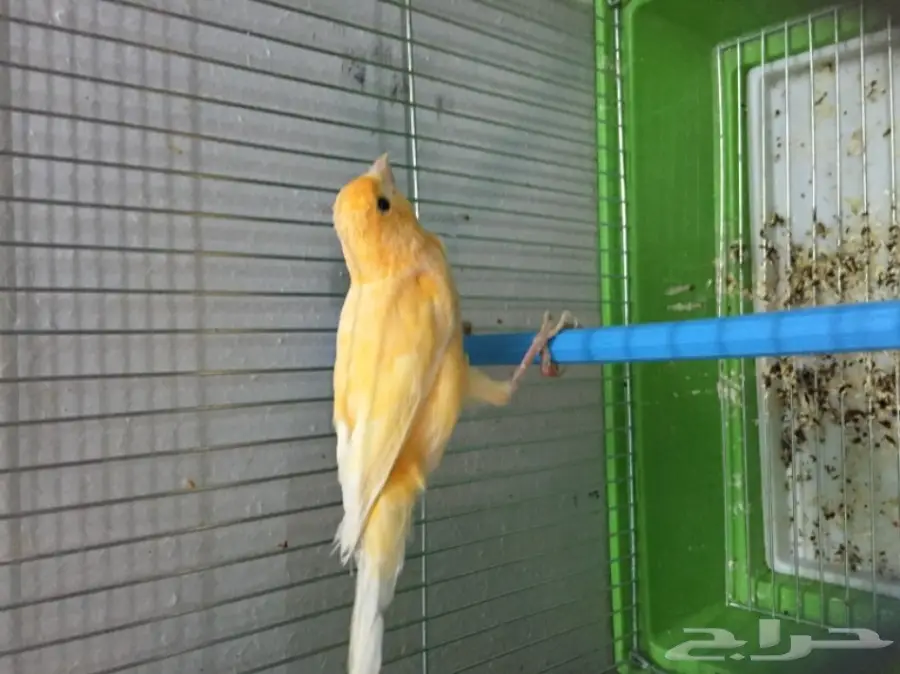 للبيع ذكرين كناري تغريد حريقه (image 2)