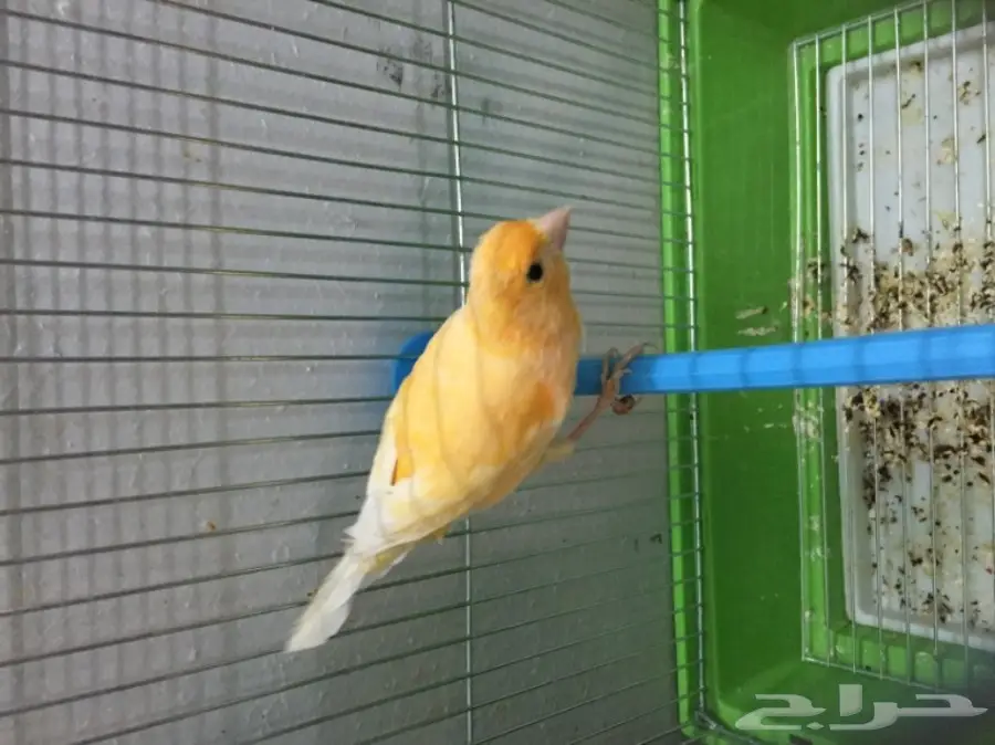 للبيع ذكرين كناري تغريد حريقه (image 3)