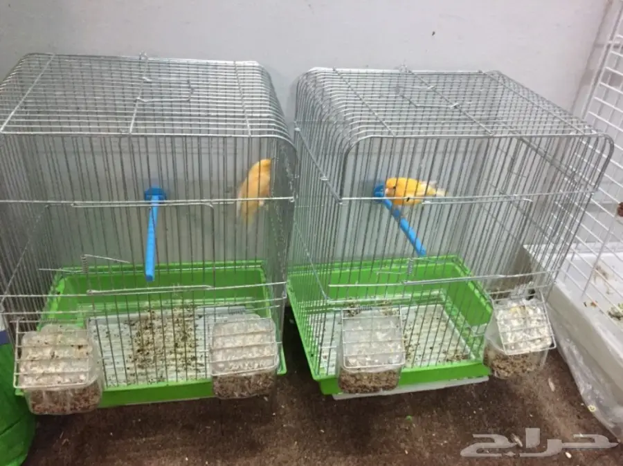 للبيع ذكرين كناري تغريد حريقه (image 4)