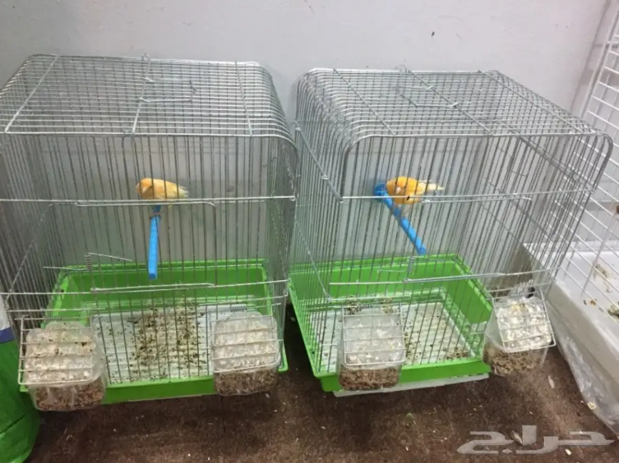 للبيع ذكرين كناري تغريد حريقه (image 5)