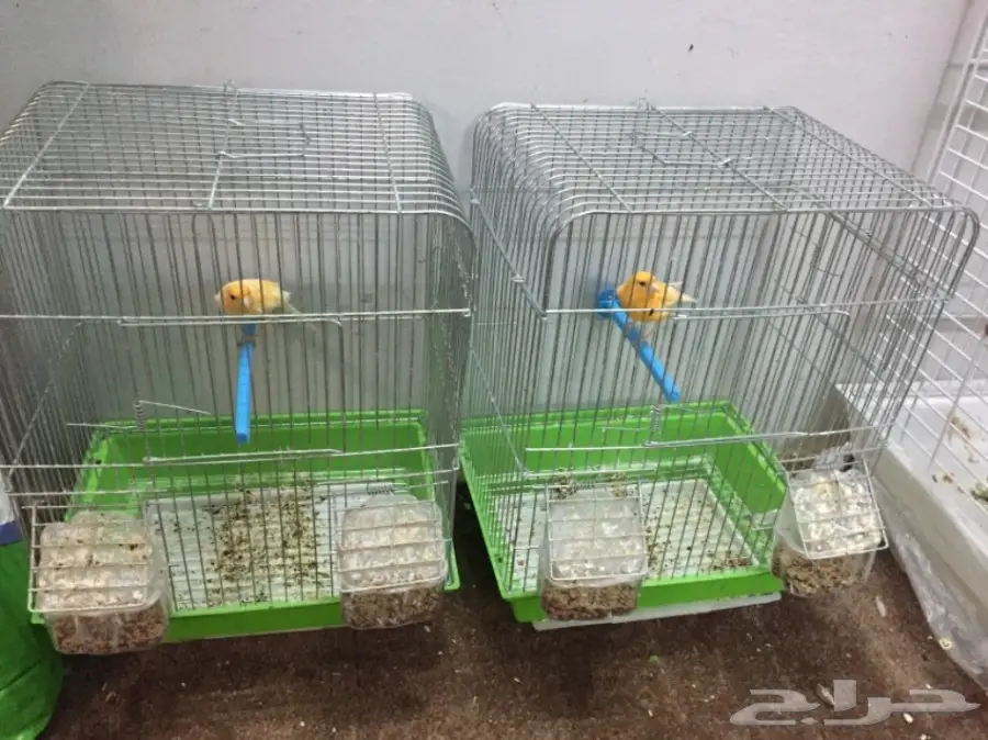 للبيع ذكرين كناري تغريد حريقه (image 6)