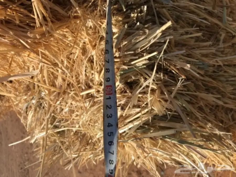 تبن للبيع  (image 1)