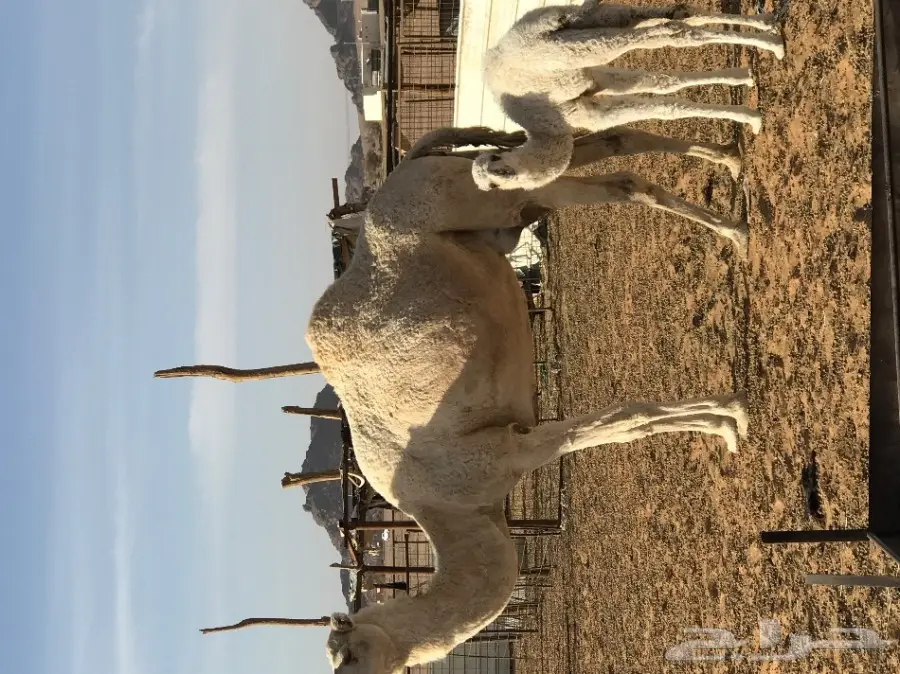 ابلين للبيع - فرصة لا تُفوّت! (image 3)