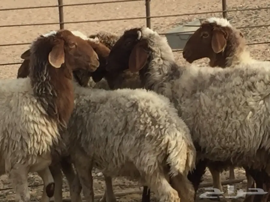 نعيم للبيع العدد 7 رووس