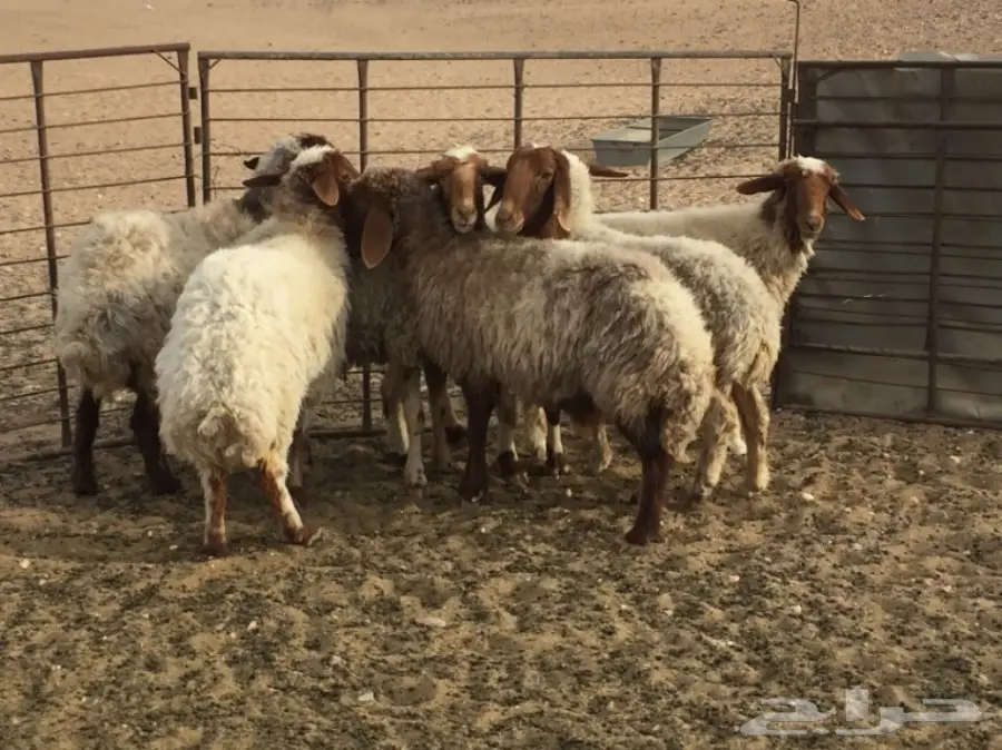 نعيم للبيع العدد 7 رووس (image 1)