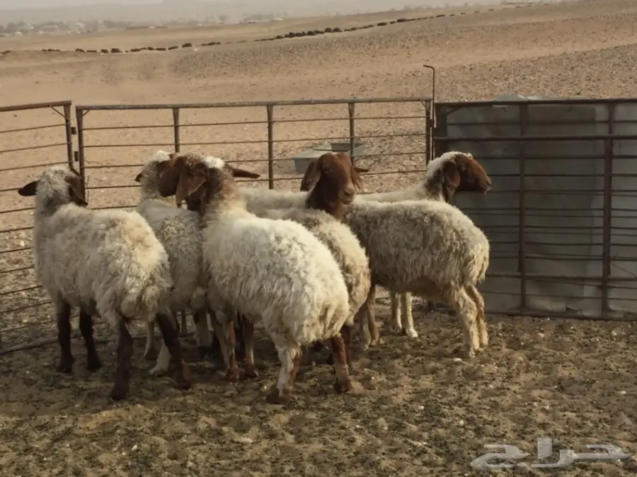 نعيم للبيع العدد 7 رووس (image 3)