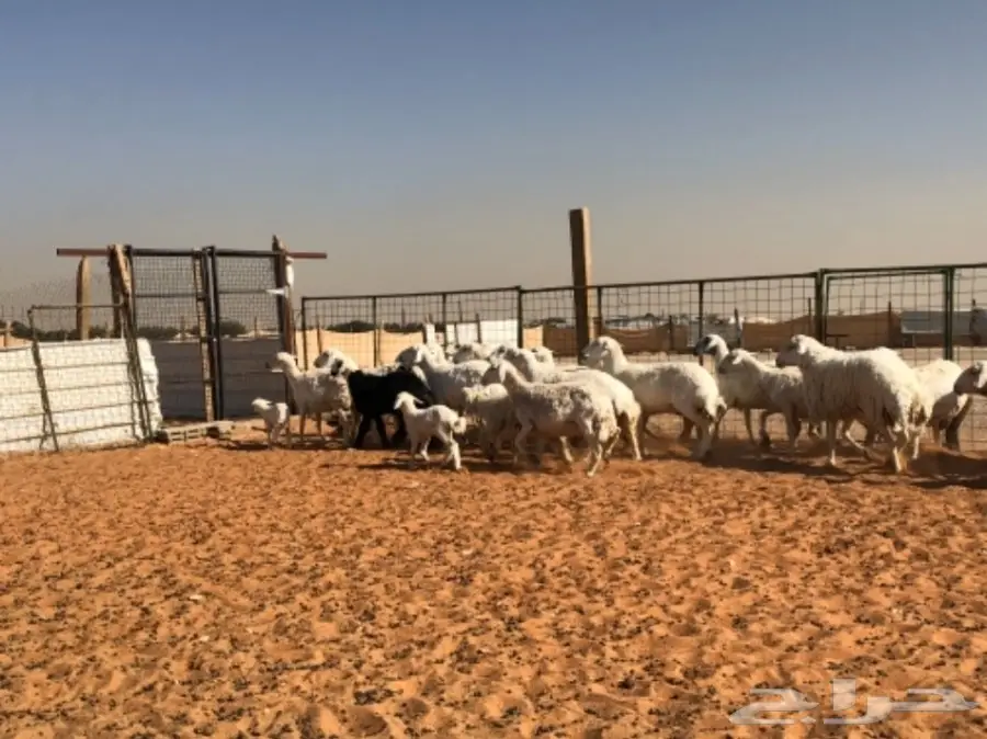 غنم حريات  (image 1)