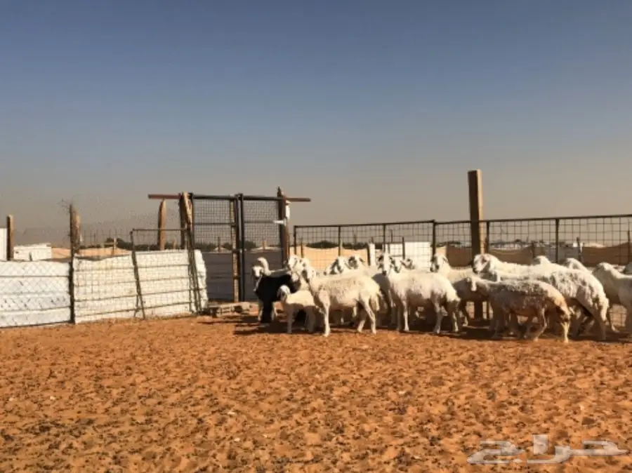 غنم حريات  (image 2)