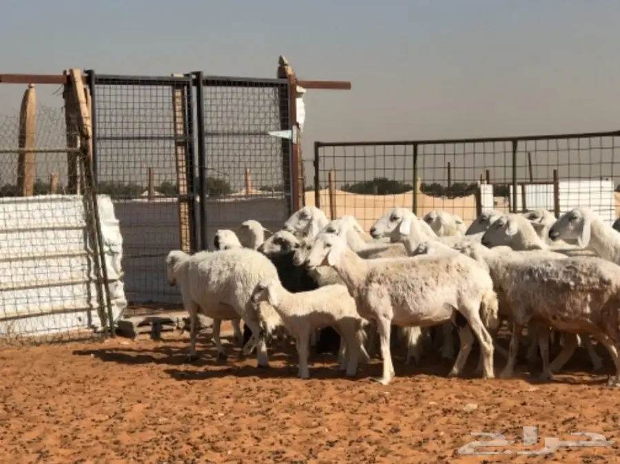 غنم حريات  (image 3)