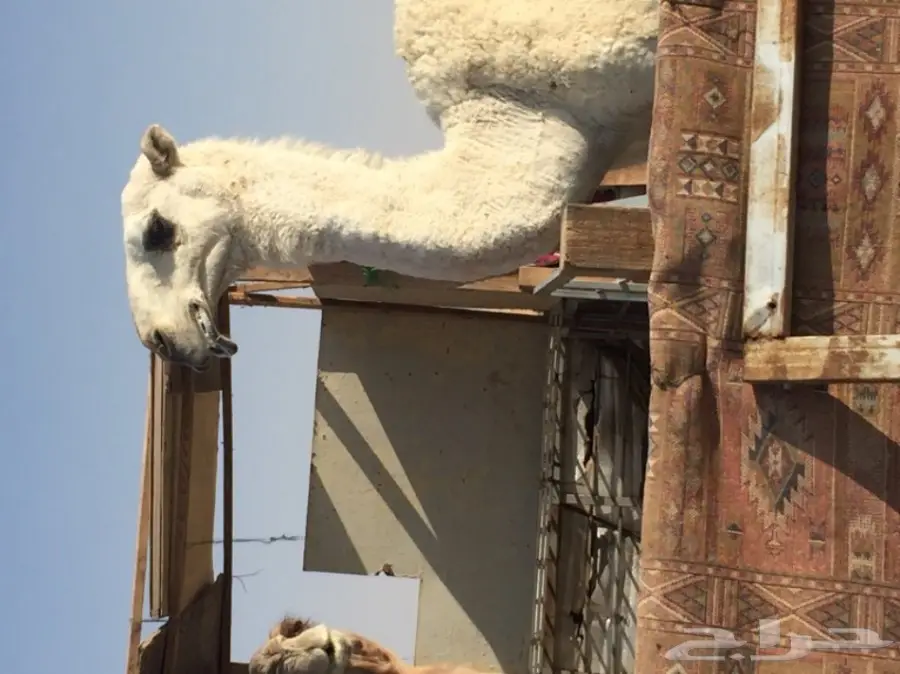 قعود حق مزيون 