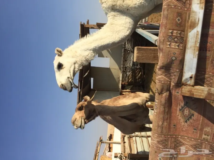 قعود حق مزيون  (image 1)