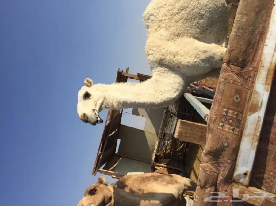 قعود حق مزيون  (image 2)