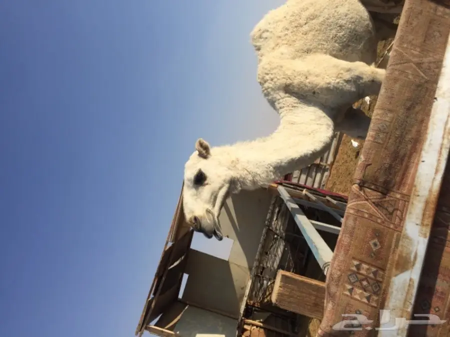 قعود حق مزيون  (image 4)