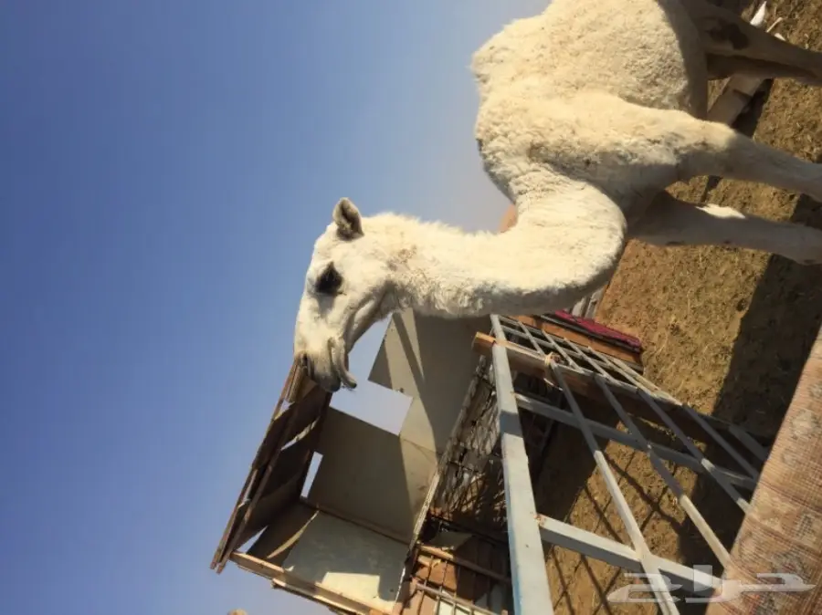 قعود حق مزيون  (image 5)