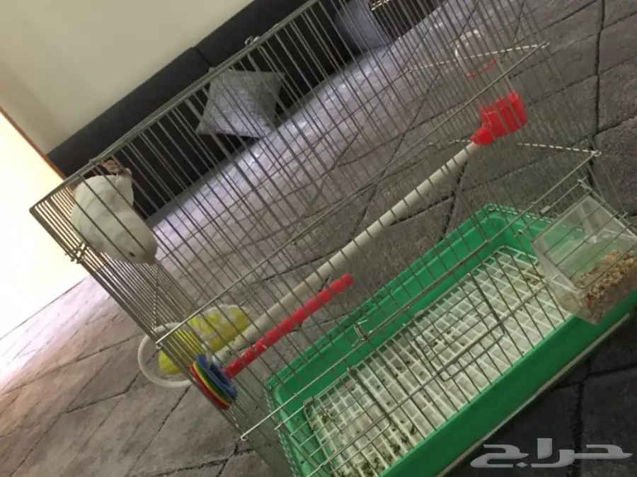 روز هدد البينو