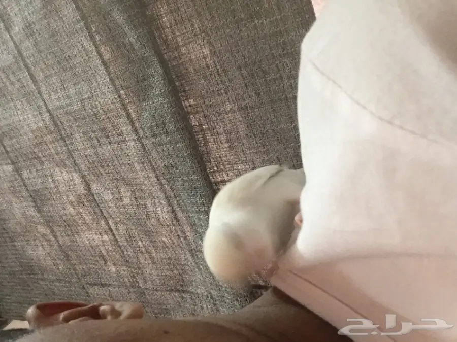 روز هدد البينو (image 4)