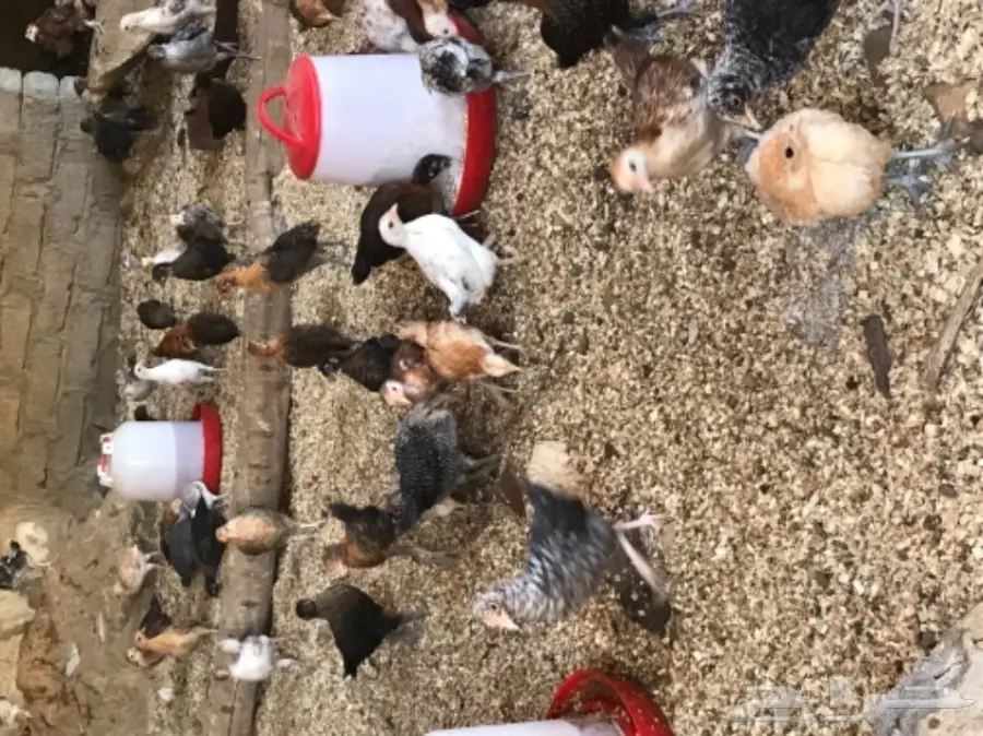 صوص دجاج فاخر - أضم