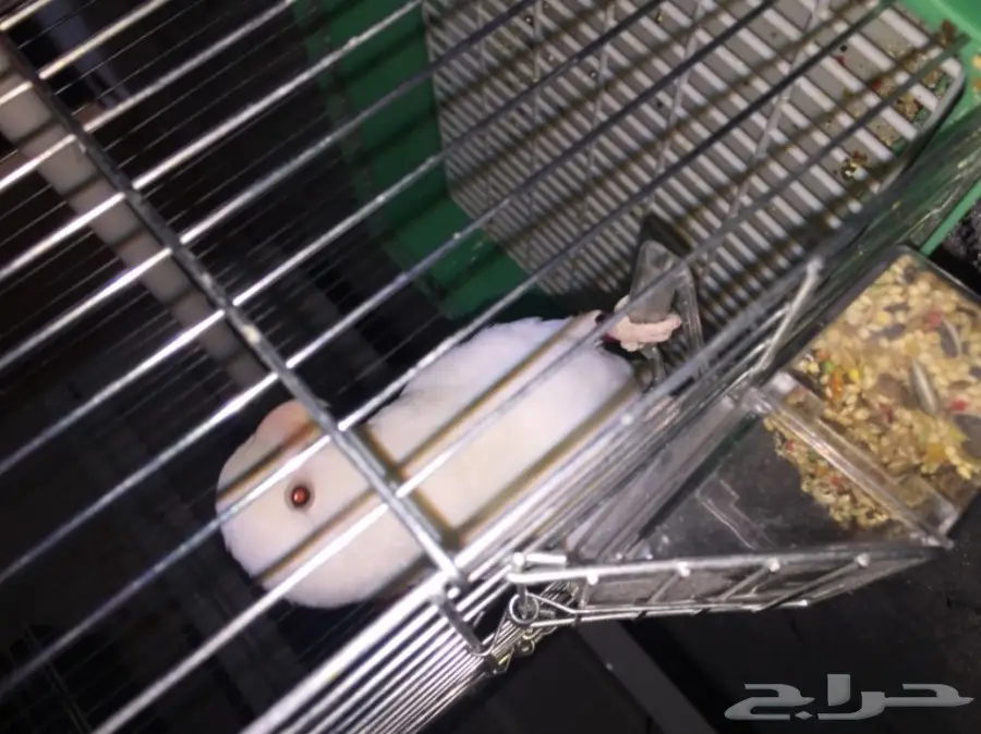 روز البينو (هدد)